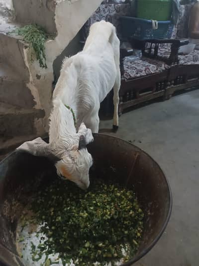 white donda bakra