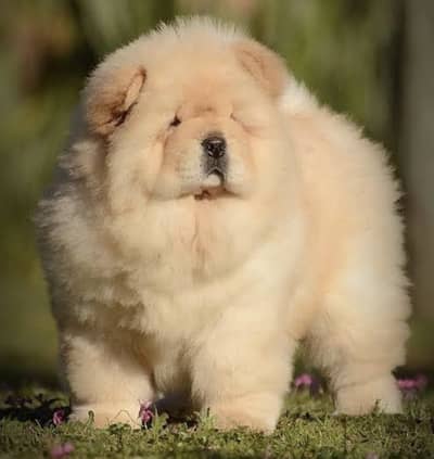 Chow chow puppies 92@330*540*6115