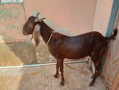 goat for sale