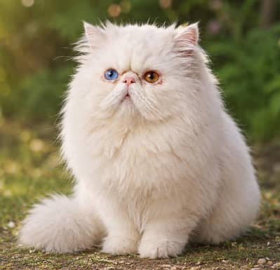 Piki Face Odd eye Stud Male | Peki | Peke | Stud | matting| Persian