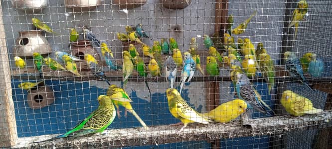Budgies Colony for sale