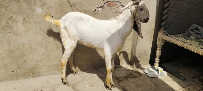 qurbani kaa Bakra