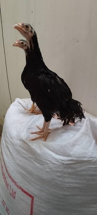 Lasani mushka aseel chicks 6000 per piece