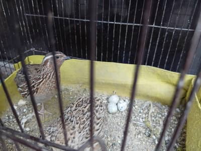 batair egg laying pair 03234964348
