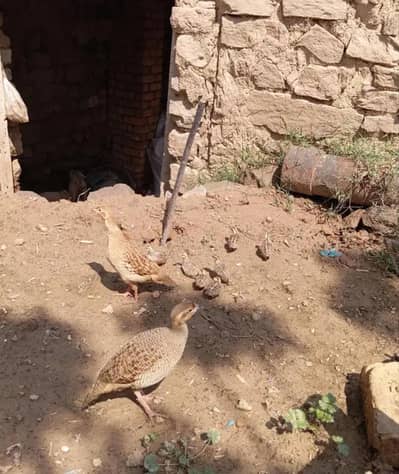 Pure Dakhni teetar chick