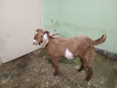 beetal bakra 35+kg for qurbani