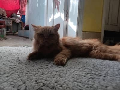 Long coated vaccinated beautiful Persian cat brown colour and no nails