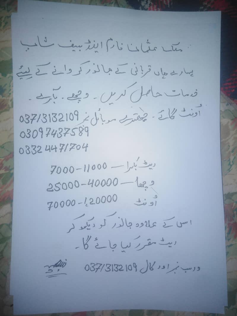 بکرا کٹا اونٹ 0