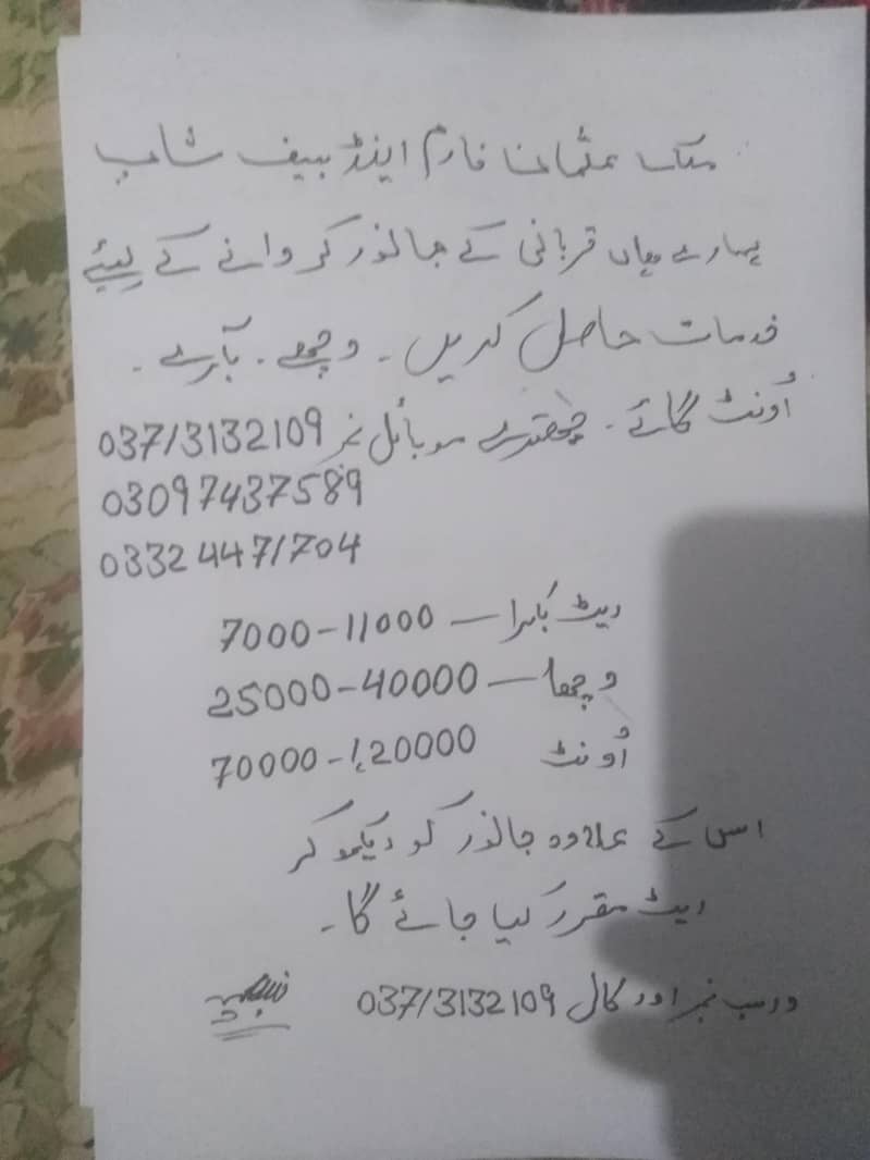 بکرا کٹا اونٹ 1
