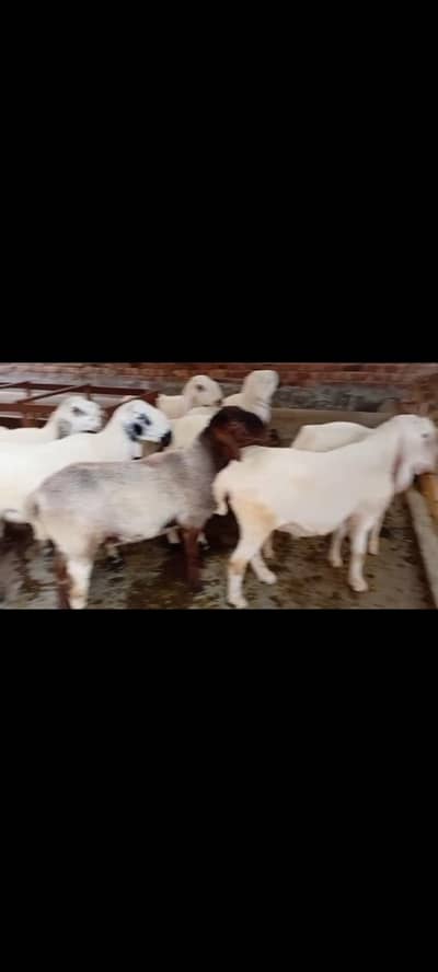 Chatry (males) qurbani k lye different weight k hn 0321. . . . 4000318