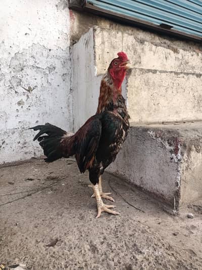 amroha aseel murgh