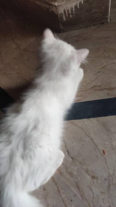 2.5 months old baby cat