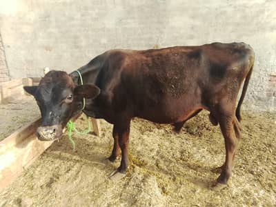 bull for sale