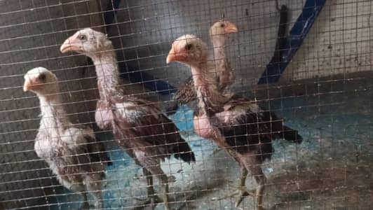Bermi| Burmi Chicks| Chicks| Chozay | Bermi Chozay |