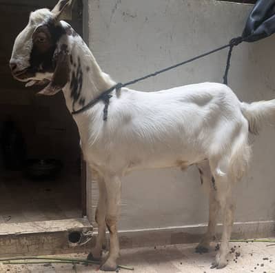 2 Bakra sell for Eid e Qurban