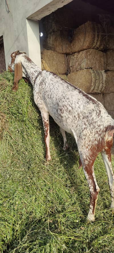 Qurbani k liye Khoobsurat Bakri Kam price mai