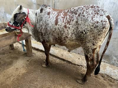 Cow bull bachra bachiya