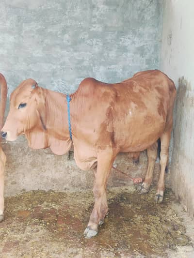 bull kheera