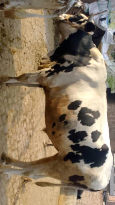 cow for sale