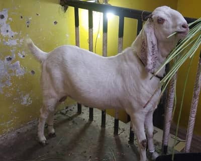 bakra qurbani . . 0. . 314. . 10. . 26. . 316. . .