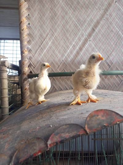 white bantam chicks for sale