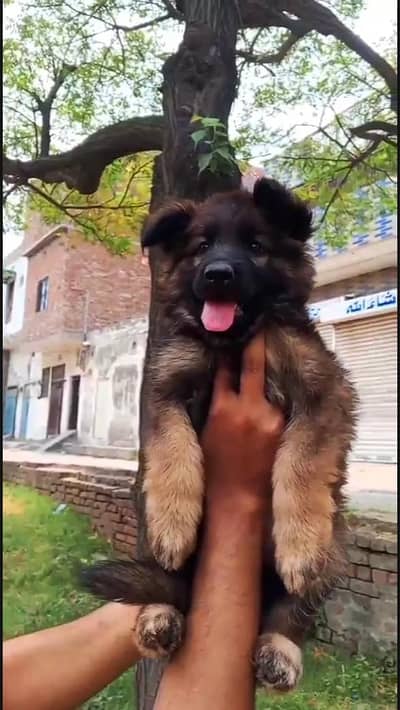 German shepherd proper long coat puppy