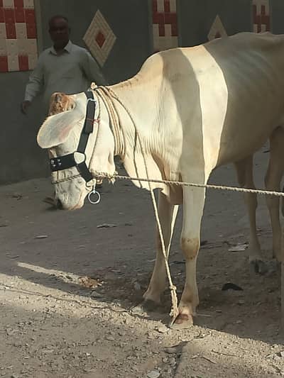 2 dant bachiya for sale