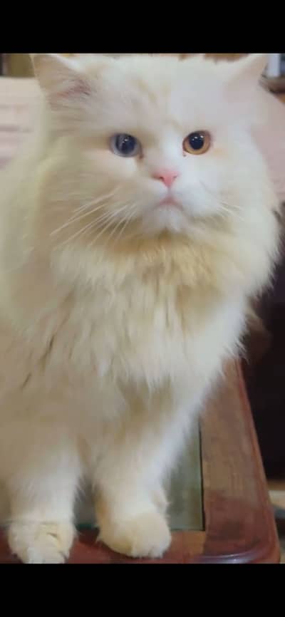 British persian odd eyes tripple coat