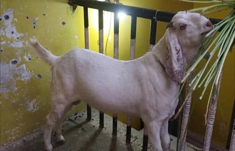 qurbani 2 dant bakra