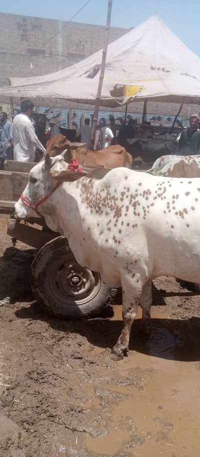 Perfect for Qurbani