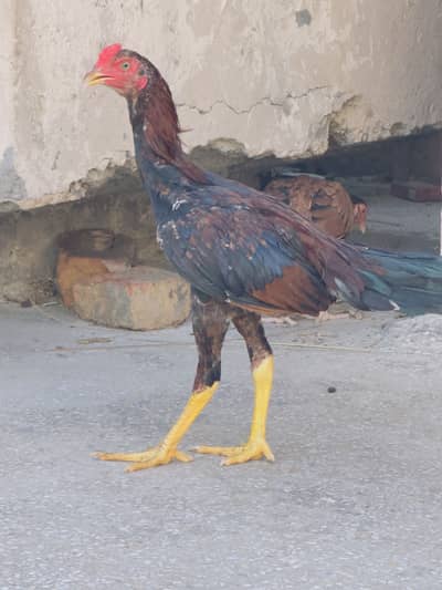 Aseel chicks for sale