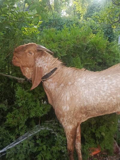 Makhi cheeni Bakra for sale