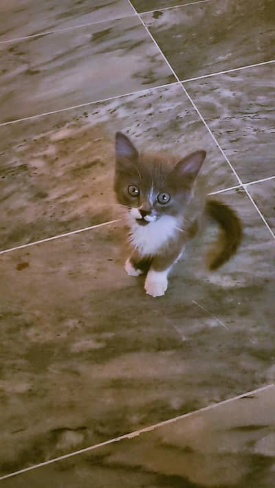 Persian cate 