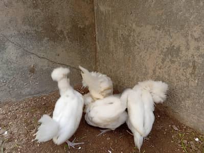 birds for sale
