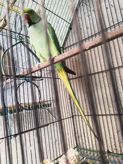 Ringneck Green Parrot