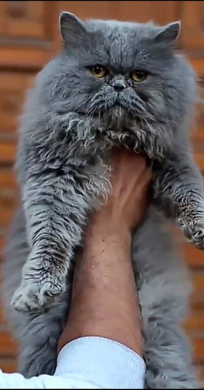 Persian punch face triple coat cat available For mating
