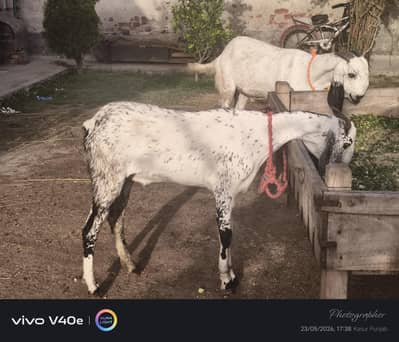 donda bakra