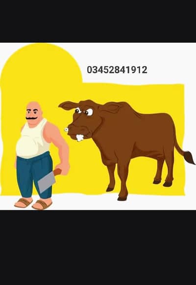 Qassai available