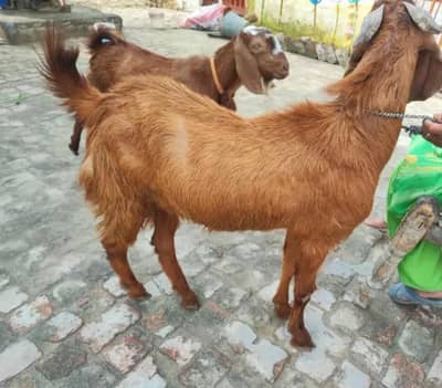 premium Qurbani Goats avalabile for sell
