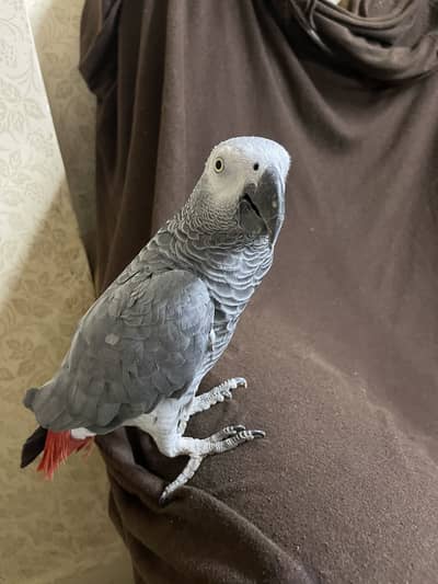 Grey Parrott for sale