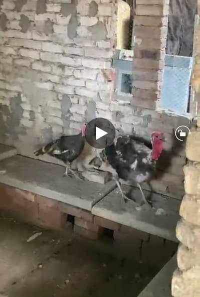 turkey breeder pair