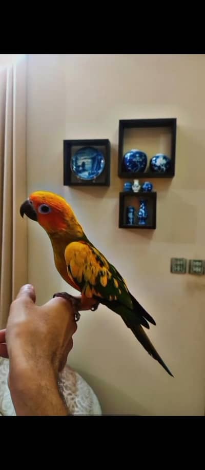 Sun Conure parrot handtame