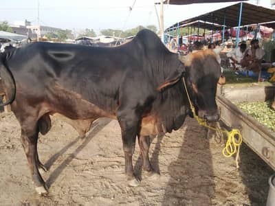 2 Dant full active big size bull