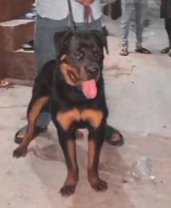 rottweiler dog full train Good health completely vaccination