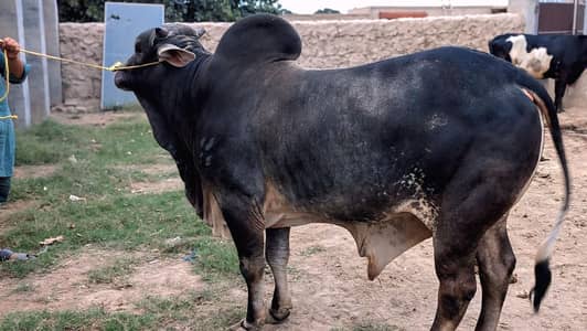 15-16 mun bull wera good breed