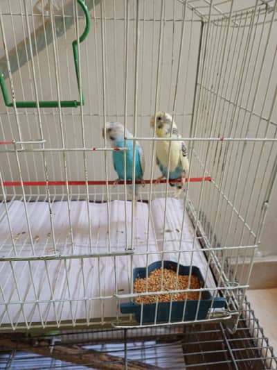 Australian Breeder Pair With New Cage