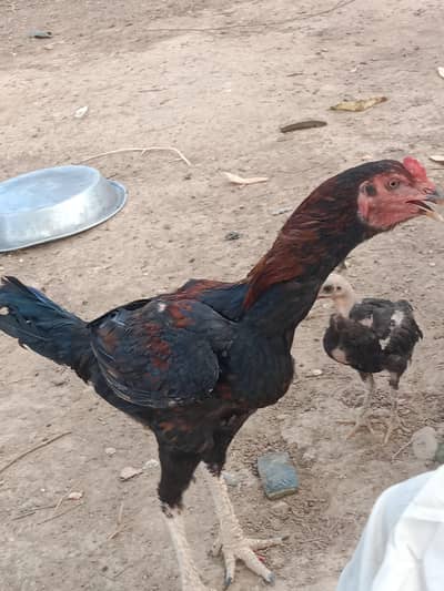 hen aseel