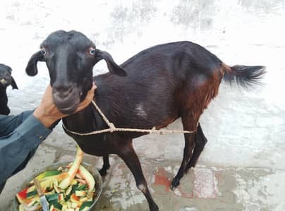 Female Goat For Eid UL Adha