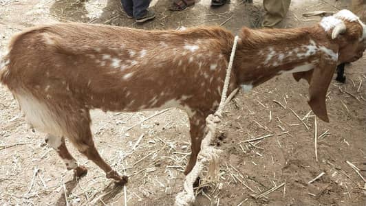 bakra