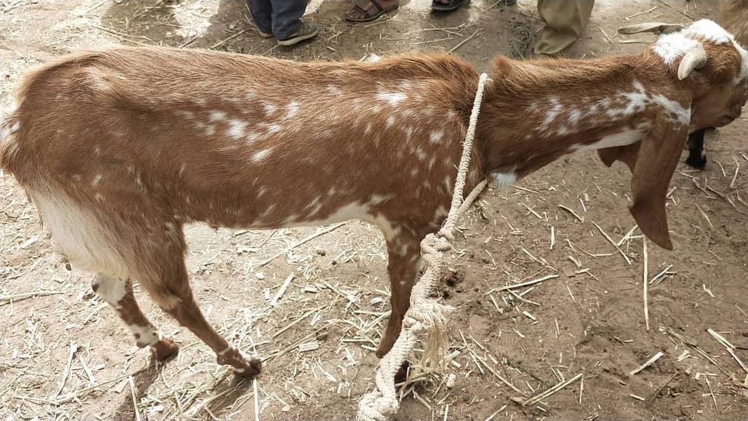 bakra 0